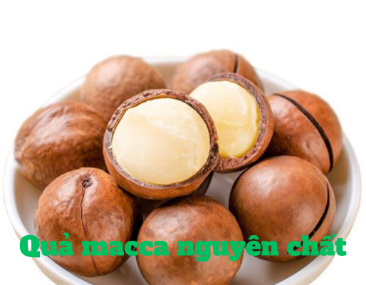 Quả macca có tác dụng gì cho sức khỏe