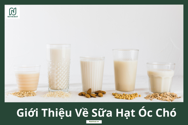 Giới thiệu về sữa hạt óc chó thơm ngon và bổ dưỡng cho sức khỏe