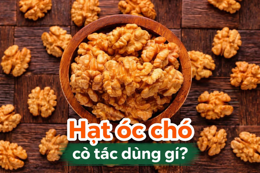 hat-oc-cho-co-tac-dung-gi