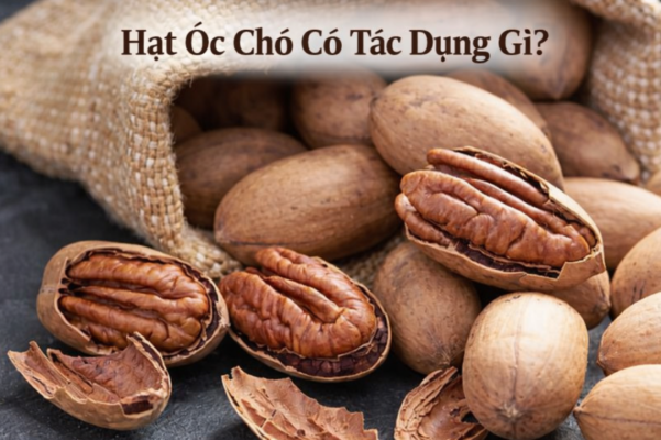 hat-oc-cho-co-tac-dung-gi