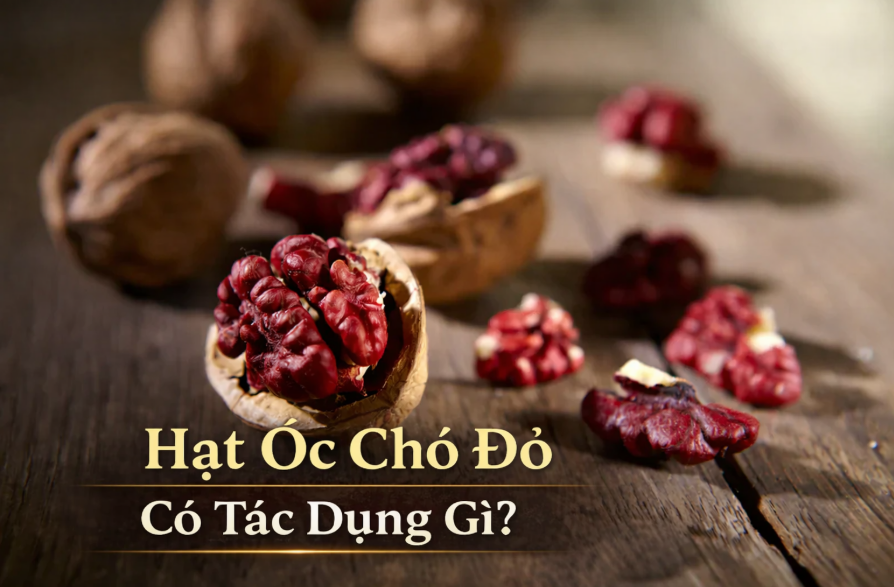 hat-oc-cho-co-tac-dung-gi
