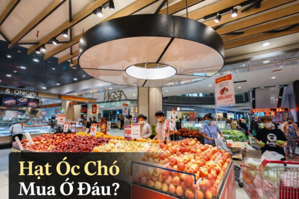 mua-hat-oc-cho-o-dau